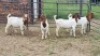 4X BOER GOAT BUCK Vanto Boerdery (Per animal to take the lot)