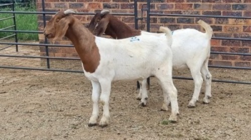 2X BOER GOAT KAPATER Vanto Boerdery (Per animal to take the lot)