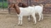 2X BOER GOAT KAPATER Vanto Boerdery (Per animal to take the lot)