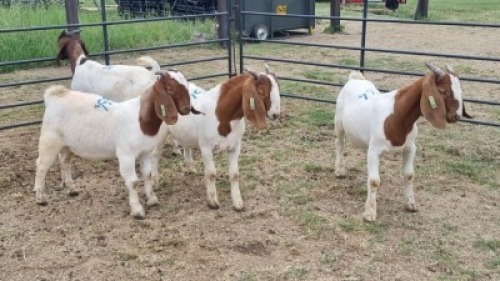 4X BOER GOAT BUCK Vanto Boerdery (Per animal to take the lot)