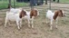 4X BOER GOAT BUCK Vanto Boerdery (Per animal to take the lot)