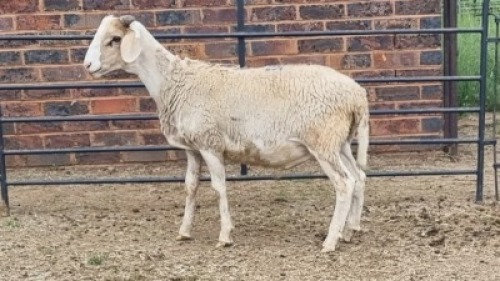 1X MEATMASTER CROSS RAM Vanto Boerdery