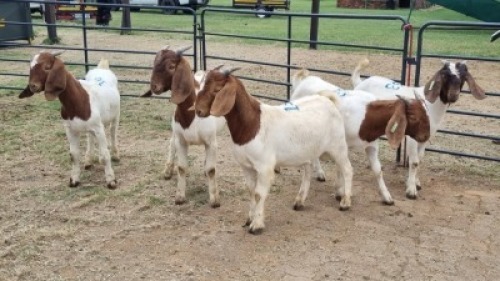 5X BOER GOAT BUCK Vanto Boerdery (Per animal to take the lot)