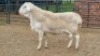 1X VAN ROOY RAM Vanto Boerdery