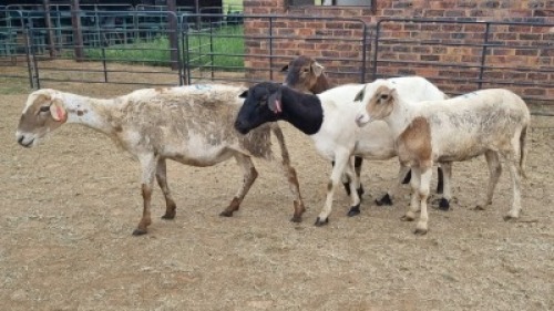 4X MEATMASTER CROSS EWE Jandre Prinsloo (Per animal to take the lot)