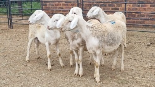 5X VAN ROOY CROSS RAM Vanto Boerdery (Per animal to take the lot)