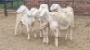 5X VAN ROOY CROSS RAM Vanto Boerdery (Per animal to take the lot)