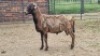 1X MEATMASTER CROSS RAM Jandre Prinsloo