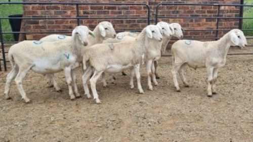 6X VAN ROOY CROSS RAM Vanto Boerdery (Per animal to take the lot)