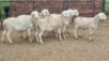 6X VAN ROOY CROSS RAM Vanto Boerdery (Per animal to take the lot)