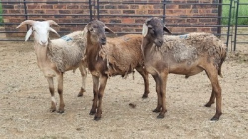 3X MEATMASTER CROSS RAM Jandre Prinsloo (Per animal to take the lot)