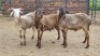3X MEATMASTER CROSS RAM Jandre Prinsloo (Per animal to take the lot)