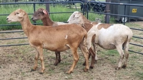 3X MEATMASTER EWE Jandre Prinsloo (Per animal to take the lot)