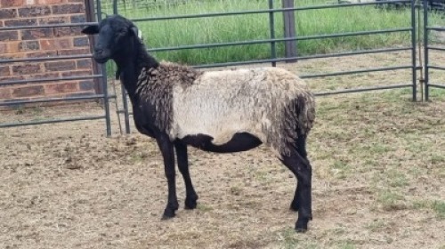 1X MEATMASTER CROSS EWE Jandre Prinsloo