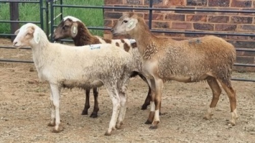 3X MEATMASTER CROSS EWE Jandre Prinsloo (Per animal to take the lot)