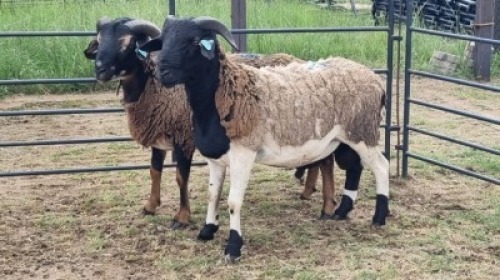 2X MEATMASTER CROSS RAM Nic Sebastiao (Per animal to take the lot)