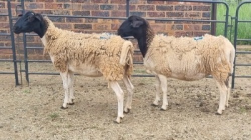 2X DORPER CROSS EWE Du Pre (Per animal to take the lot)