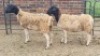 2X DORPER CROSS EWE Du Pre (Per animal to take the lot)