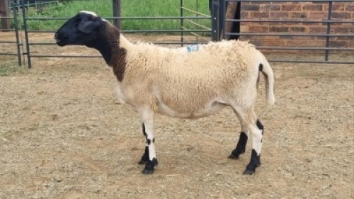 1X DORPER CROSS EWE Du Pre