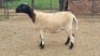 1X DORPER CROSS EWE Du Pre