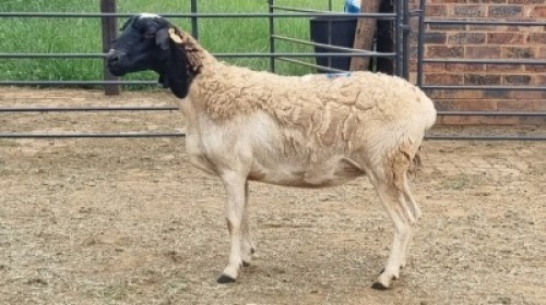 1X DORPER CROSS EWE Du Pre