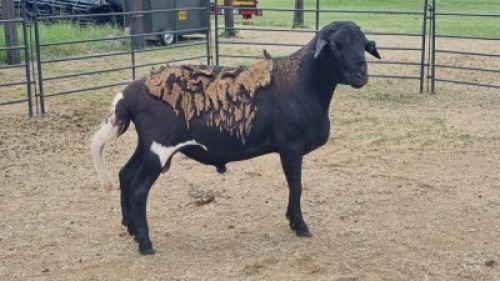 1X MEATMASTER CROSS RAM Nic Sebastiao