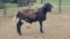 1X MEATMASTER CROSS RAM Nic Sebastiao