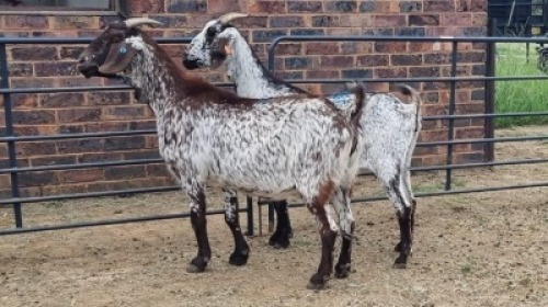 2X CAPE SPECKLED EWE Sine Metu (Per animal to take the lot)
