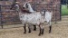 2X CAPE SPECKLED EWE Sine Metu (Per animal to take the lot)