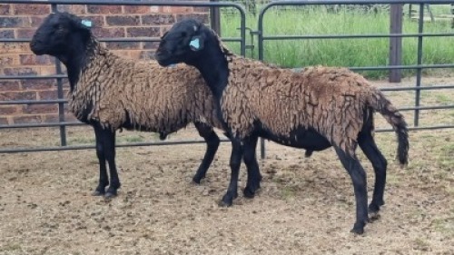 2X MEATMASTER CROSS RAM Nic Sebastiao (Per animal to take the lot)