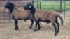 2X MEATMASTER CROSS RAM Nic Sebastiao (Per animal to take the lot)