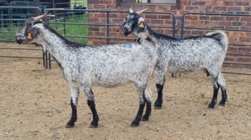 2X CAPE SPECKLED EWE Sine Metu (Per animal to take the lot)