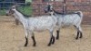 2X CAPE SPECKLED EWE Sine Metu (Per animal to take the lot)