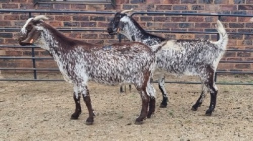 2X CAPE SPECKLED EWE Sine Metu (Per animal to take the lot)