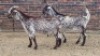 2X CAPE SPECKLED EWE Sine Metu (Per animal to take the lot)