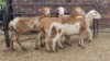 4X MEATMASTER EWE El Dorado Meatmasters (Per animal to take the lot)