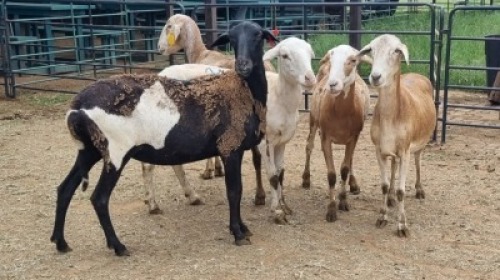 5X MEATMASTER EWE El Dorado Meatmasters (Per animal to take the lot)