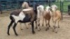 5X MEATMASTER EWE El Dorado Meatmasters (Per animal to take the lot)