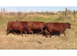 LOT 161 4 X HEIFERS HEAVILY PREGNANT OR ALREADY CALVED /VERSE SWAAR DRAGTIG OF REEDS GEKALF (Per stuk om lot te neem)