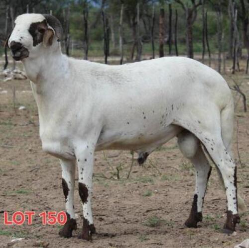 1X DAMARA RAM Lambert Voster (Per animal to take the lot)