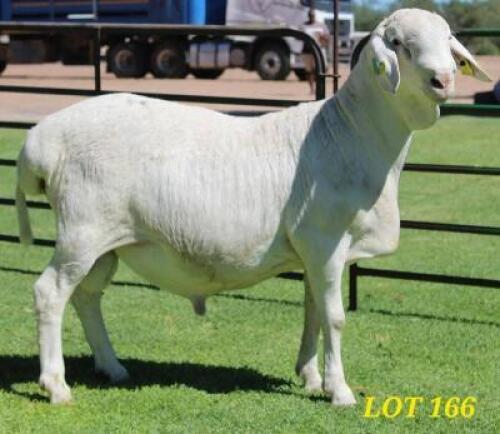 1X VAN ROOY RAM Jaco Beukes