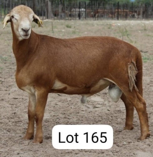 1X MEATMASTER RAM Ryevos