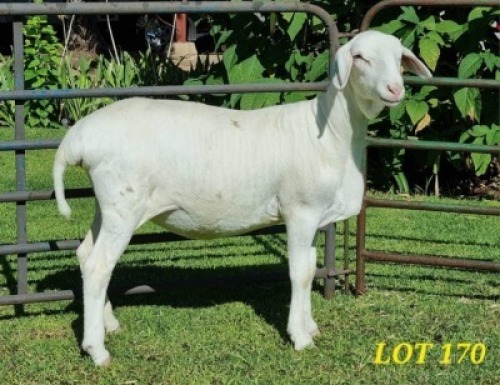 1X VAN ROOY EWE Jaco Beukes