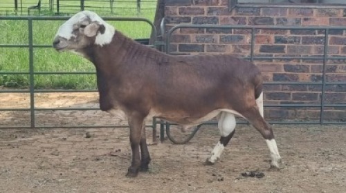 1X MEATMASTER RAM KV Dorpers and Goats (Per animal to take the lot)