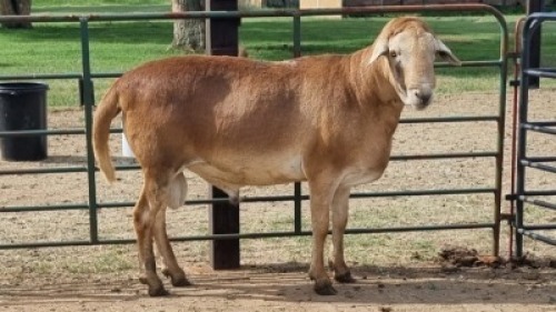 1X MEATMASTER RAM KV Dorpers and Goats (Per animal to take the lot)