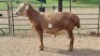 1X MEATMASTER RAM KV Dorpers and Goats (Per animal to take the lot)