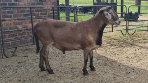1X MEATMASTER RAM KV Dorpers and Goats (Per animal to take the lot)