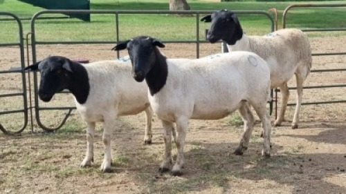 3X DORPER EWE KV Dorpers and Goats (Per animal to take the lot)