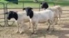3X DORPER EWE KV Dorpers and Goats (Per animal to take the lot)