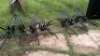 4X WHEELBARROW FRAME Nic Sebastiao